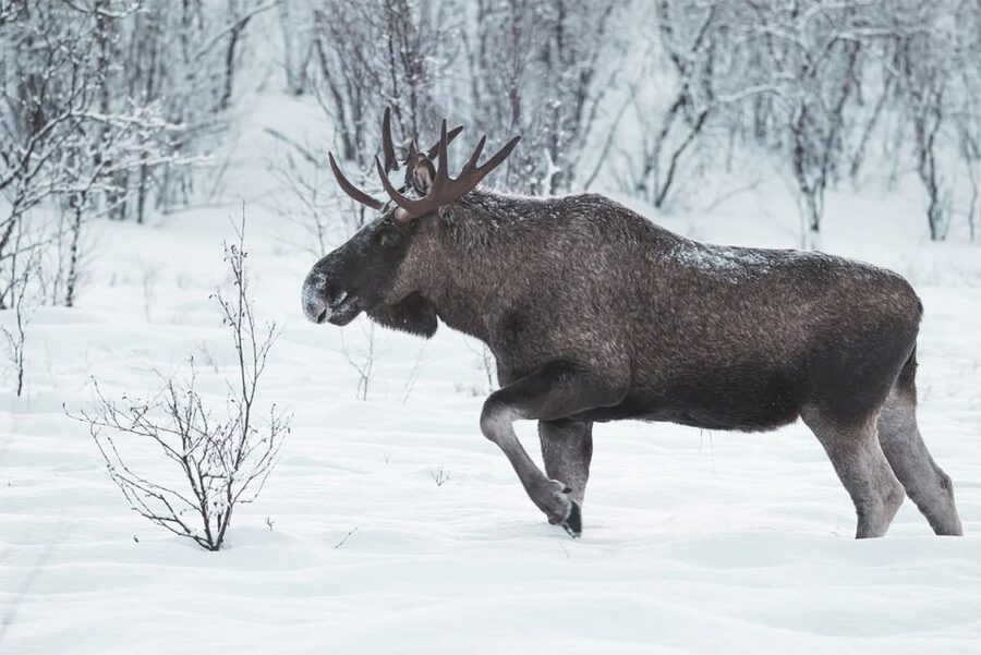 Rovaniemi: Full-Day Highlights Tour with Buffet Lunch - Who should book this Rovaniemi tour?