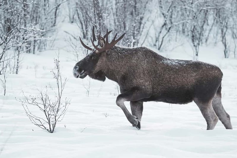 Rovaniemi: Full-Day Highlights Tour with Buffet Lunch - Reindeer ride: quiet and gentle