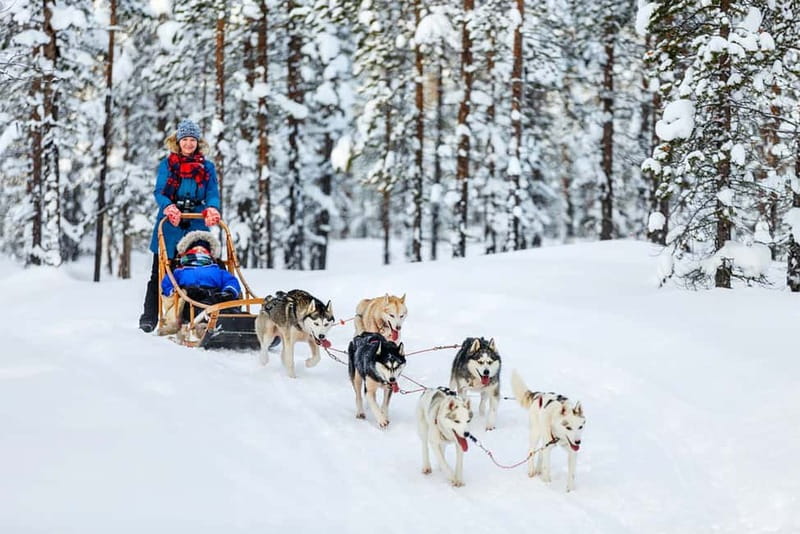 Rovaniemi: Full-Day Highlights Tour with Buffet Lunch - What guides can add to a packed day