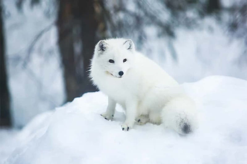 Rovaniemi: Full-Day Highlights Tour with Buffet Lunch - Starting in central Rovaniemi