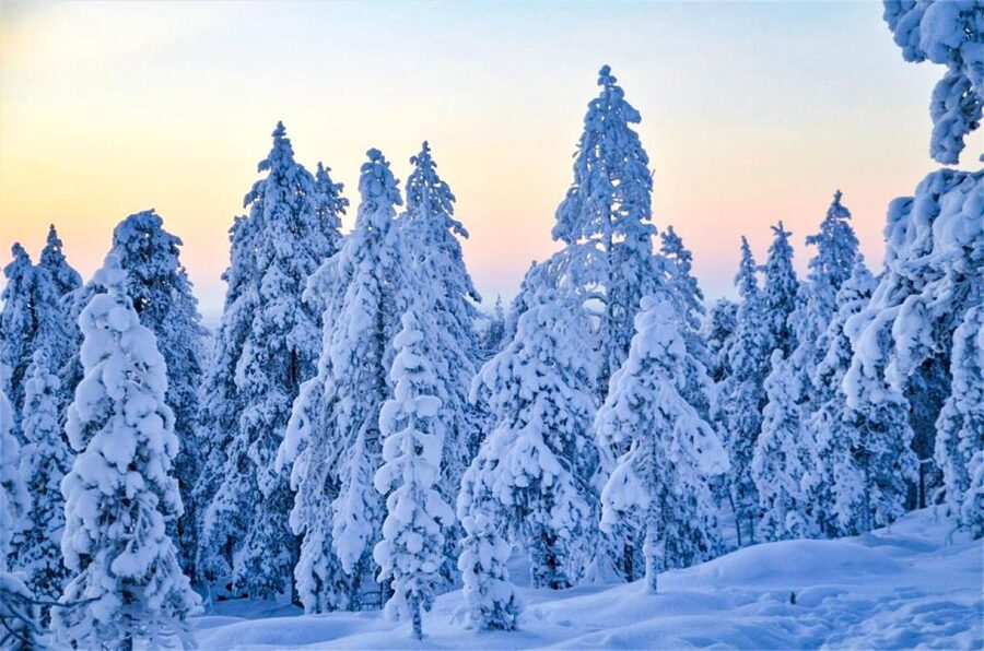 Rovaniemi: Guided Wilderness Snowmobile Ride - What the two-hour Rovaniemi snowmobile tour is really like