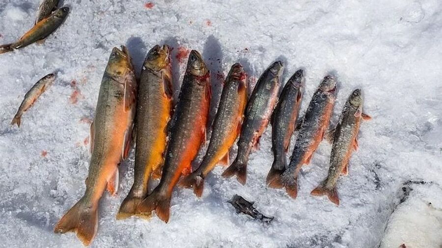 Rovaniemi: Half-Day Snowmobile & Ice Fishing Experience - The Quiet Turn at a Frozen Lake