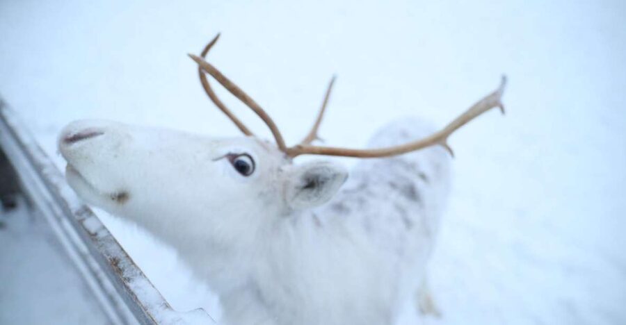 Rovaniemi: Husky and reindeer farm visit with sleigh rides - Quick points before you book