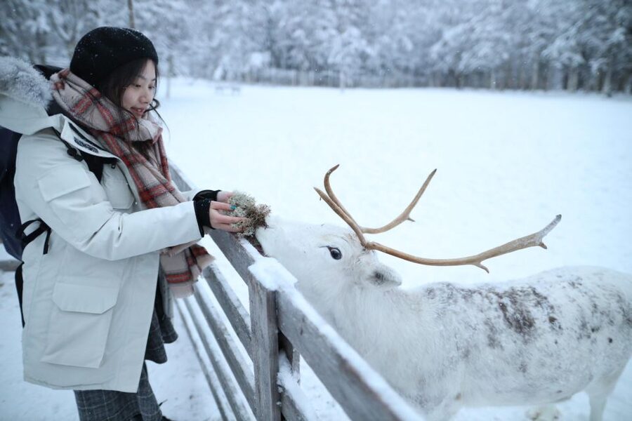 Rovaniemi: Husky and reindeer farm visit with sleigh rides - Two farms, two very different Arctic experiences