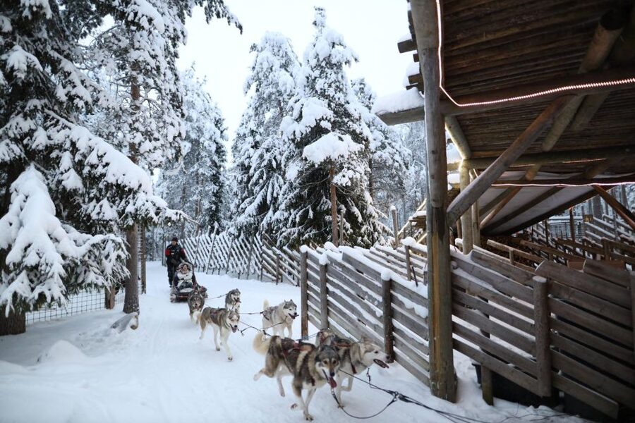 Rovaniemi: Husky and reindeer farm visit with sleigh rides - The reindeer farm: feeding, stories, and a slower ride