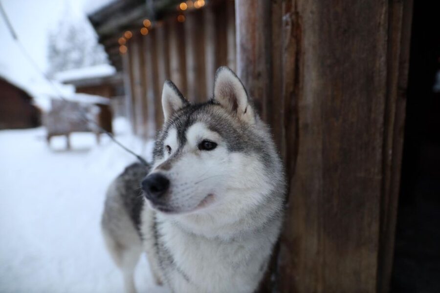 Rovaniemi: Husky and reindeer farm visit with sleigh rides - Winter timing changes the price and the rides