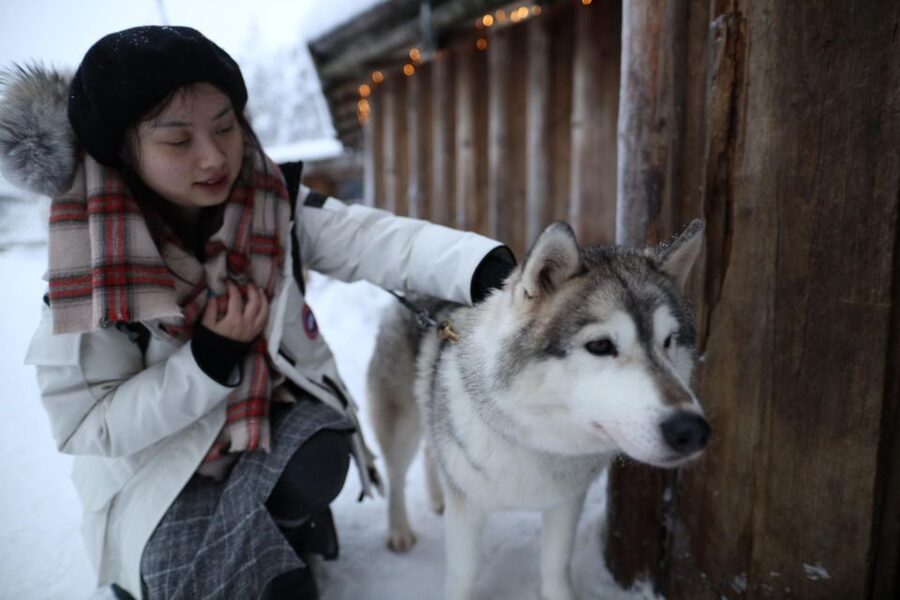 Rovaniemi: Husky and reindeer farm visit with sleigh rides - Is $212 good value?