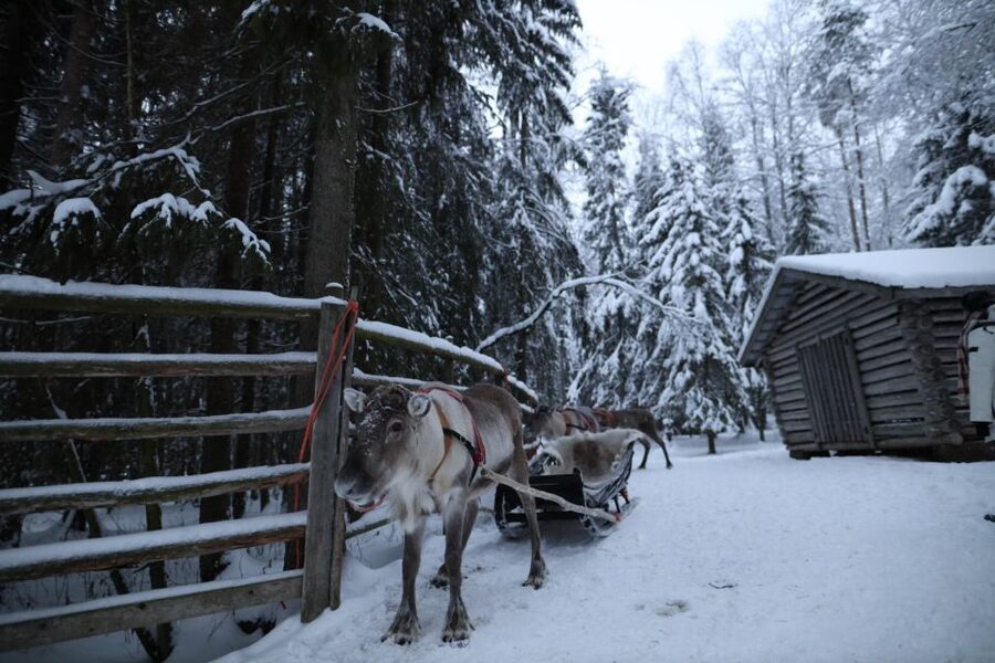 Rovaniemi: Husky and reindeer farm visit with sleigh rides - Clothing, snacks, and what to bring