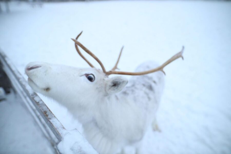 Rovaniemi: Husky and reindeer farm visit with sleigh rides - The husky park: working dogs, short ride, useful context