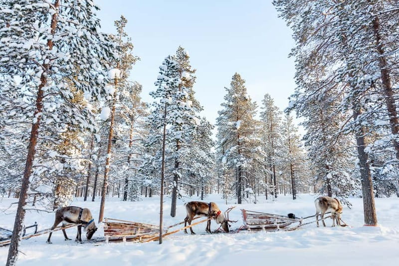 Rovaniemi: Husky Farm and Reindeer Experience - Is the $185 Price Fair?