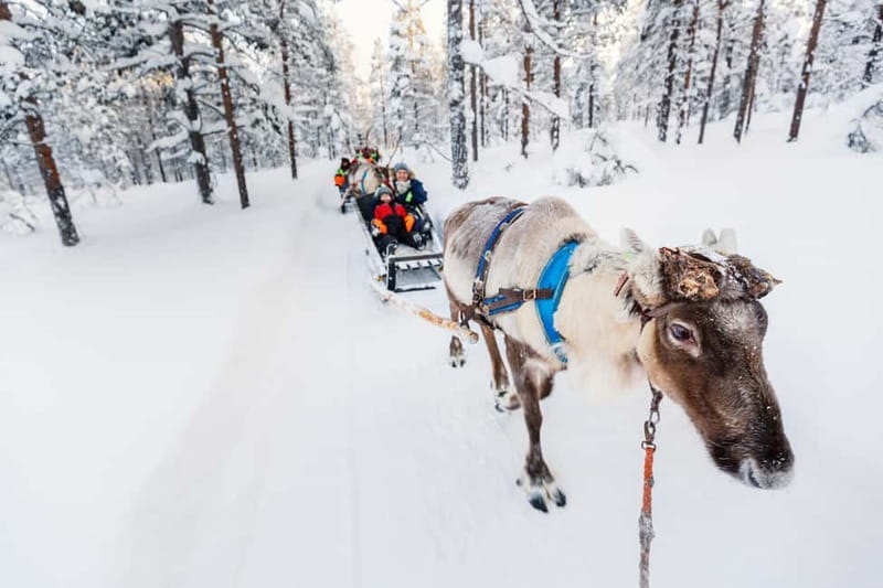 Rovaniemi: Husky Farm and Reindeer Experience - Meeting Lapland’s Reindeer