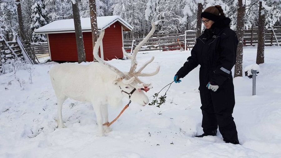 Rovaniemi: Husky Farm and Reindeer Experience - The Alaskan Husky Stop