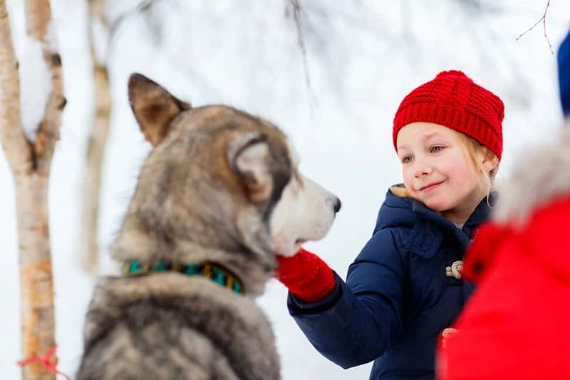 Rovaniemi: Husky Farm and Reindeer Experience - Salmon Soup and a Warm Break