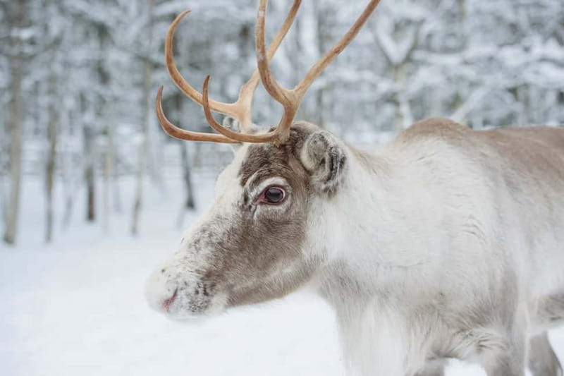 Rovaniemi: Husky Farm and Reindeer Experience - What the Four Hours Really Include
