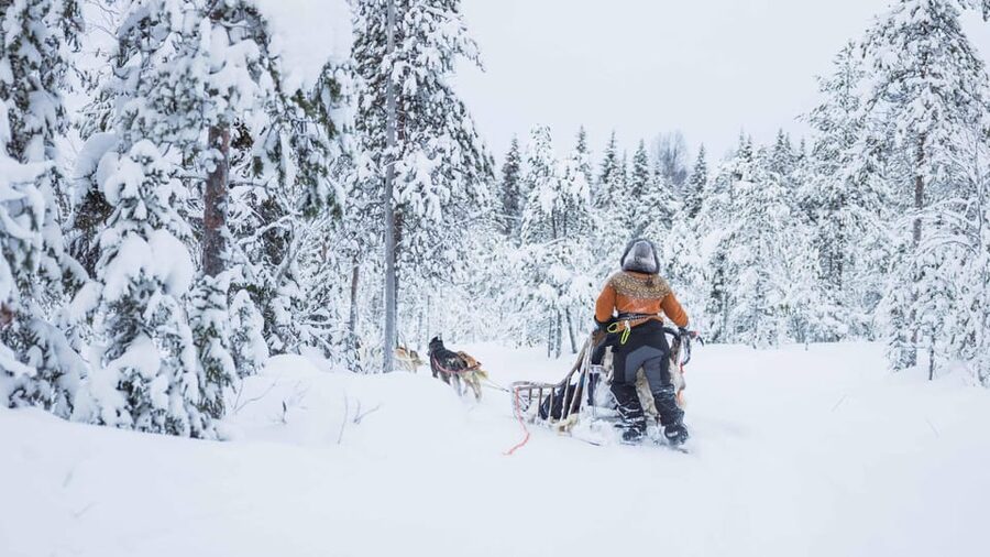 Rovaniemi: Husky Farm Visit with a Sledge Ride - Meeting the huskies beyond the sled