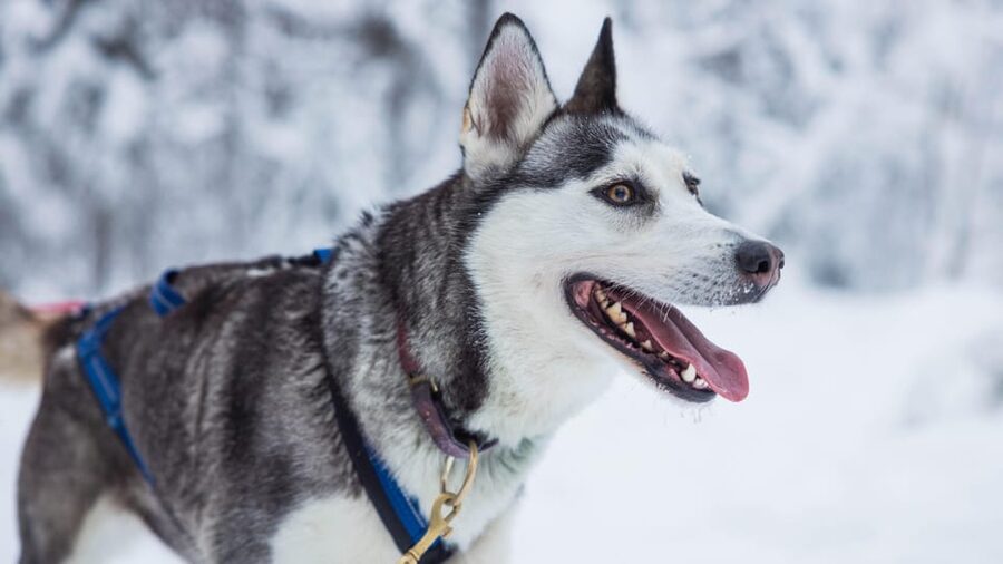 Rovaniemi: Husky Farm Visit with a Sledge Ride - Kennel time, cuddles, and possible puppies
