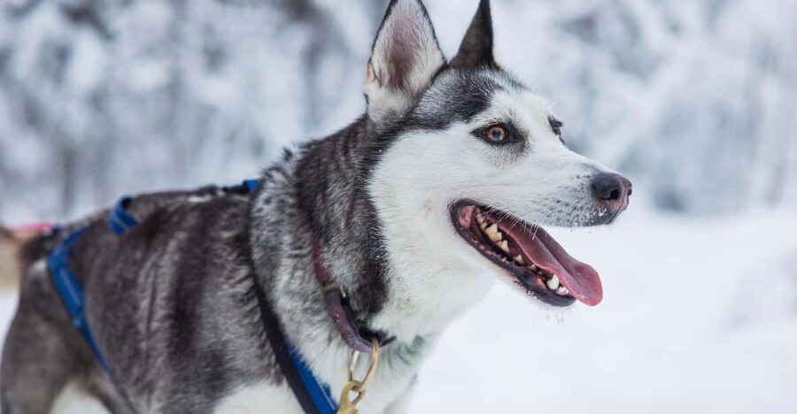 Rovaniemi: Husky Farm Visit with a Sledge Ride - Warm clothing and the post-ride break