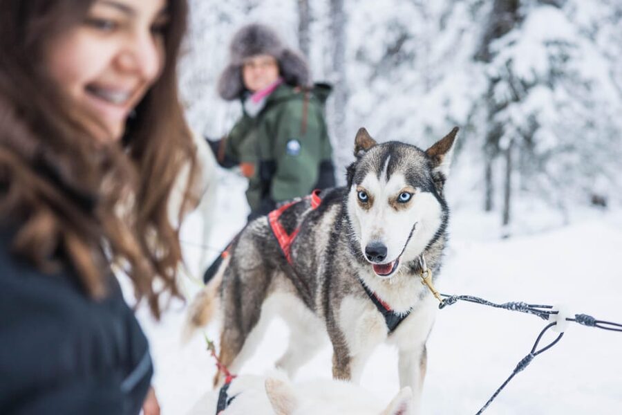 Rovaniemi: Husky Farm Visit with a Sledge Ride - What the 1-kilometer sledge ride feels like