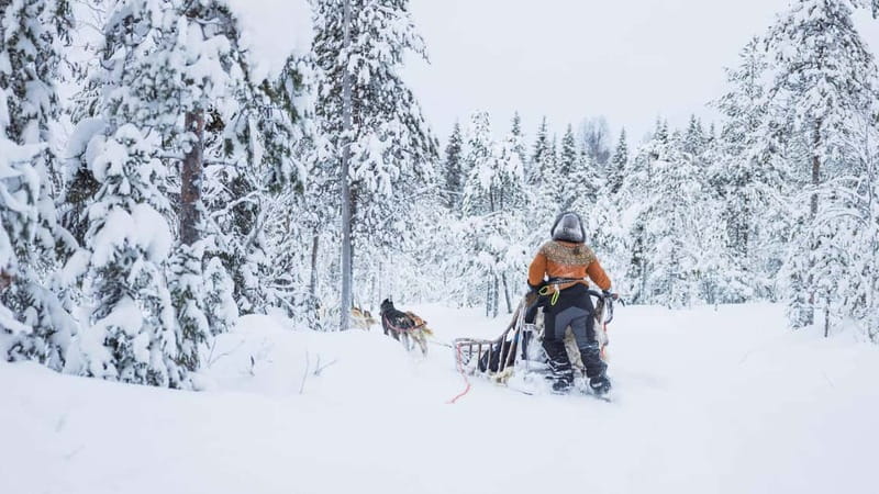 Rovaniemi: Husky & Reindeer Experience with Snowmobile Ride - The Alaskan Husky sleigh ride