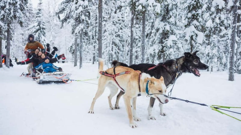 Rovaniemi: Husky & Reindeer Experience with Snowmobile Ride - Who should book this Rovaniemi tour?