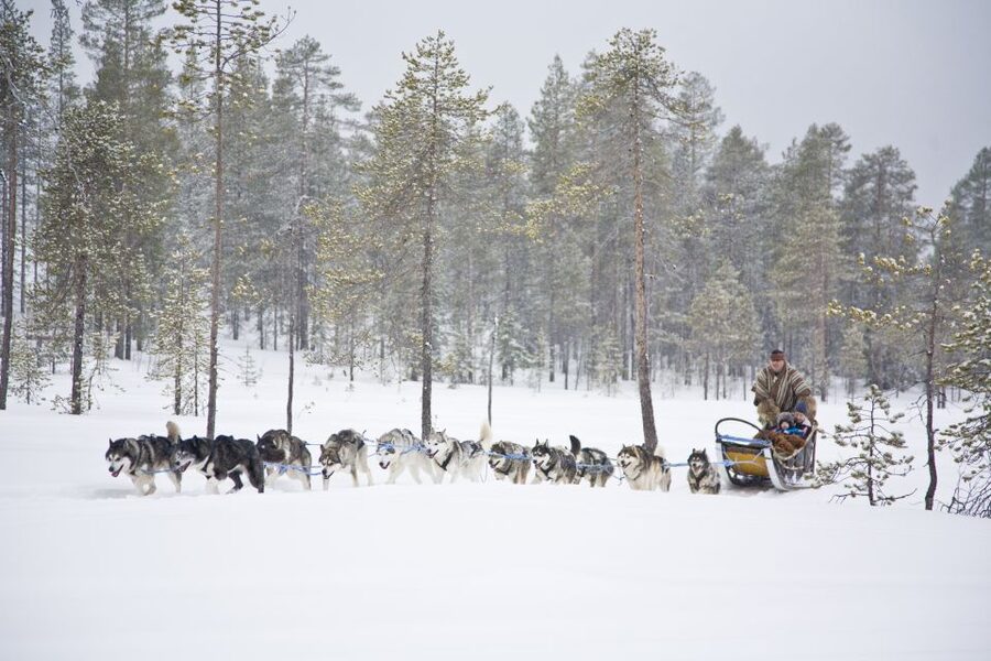 Rovaniemi: Husky & Reindeer Experience with Snowmobile Ride - Practical booking advice