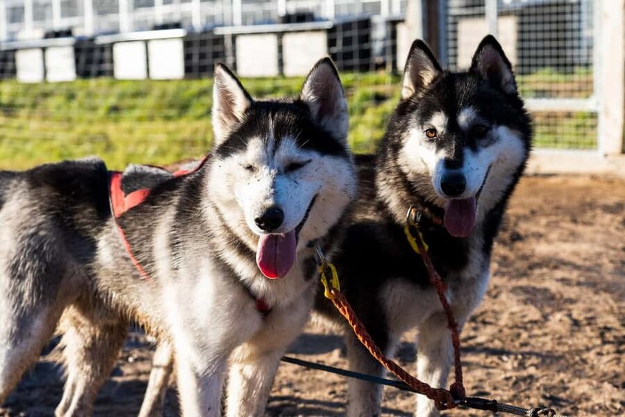Rovaniemi: Husky Safari & Campfire BBQ – 6‑10 km Self‑Drive - Key points at a glance