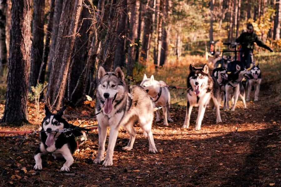 Rovaniemi: Husky Safari & Campfire BBQ – 6‑10 km Self‑Drive - Meeting the huskies before the run