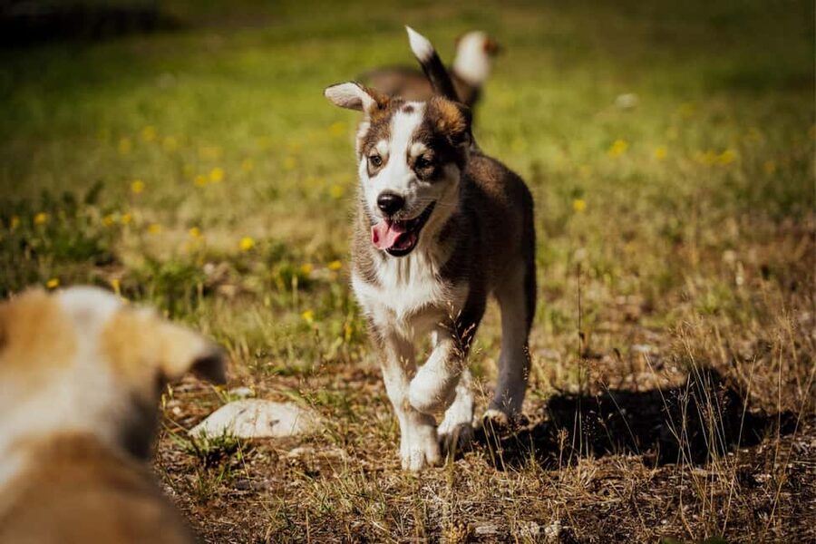 Rovaniemi: Husky Safari & Campfire BBQ – 6‑10 km Self‑Drive - What $294 buys you