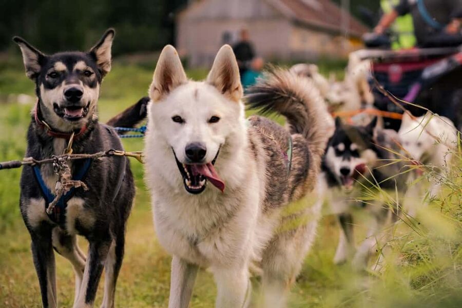 Rovaniemi: Husky Safari & Campfire BBQ – 6‑10 km Self‑Drive - Who should book this experience