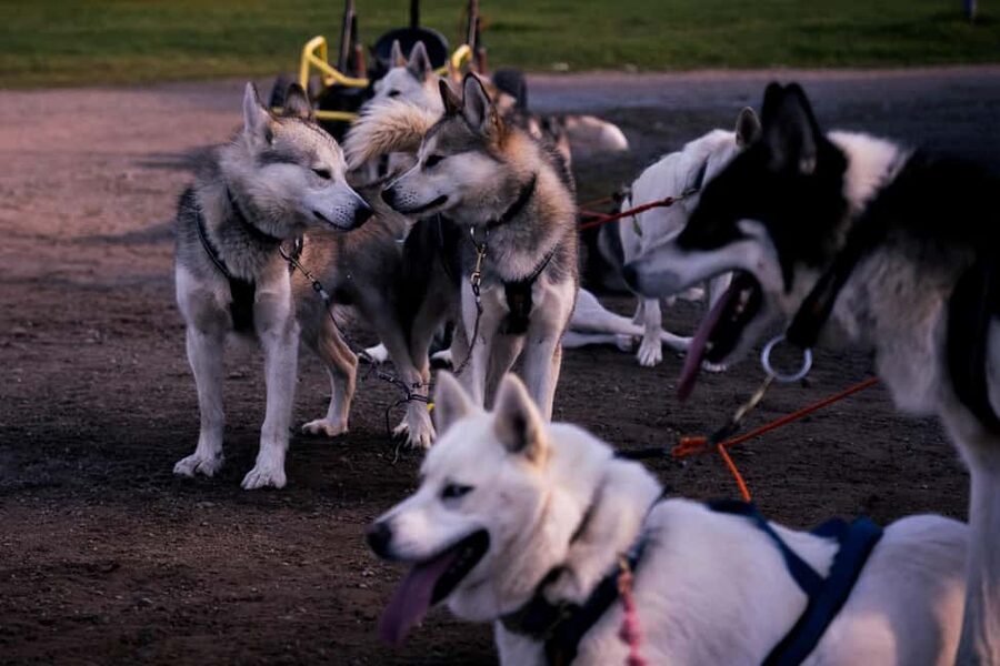 Rovaniemi: Husky Safari & Campfire BBQ – 6‑10 km Self‑Drive - Booking, cancellation, and timing