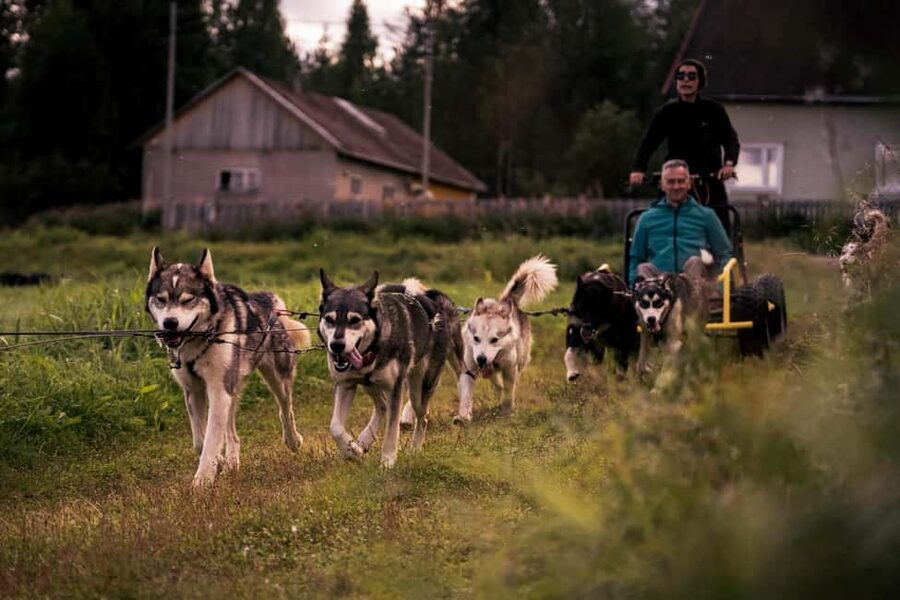 Rovaniemi: Husky Safari & Campfire BBQ – 6‑10 km Self‑Drive - From Rovaniemi to a secluded husky farm