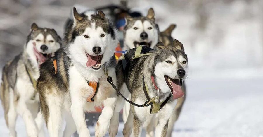 Rovaniemi: Husky Safari on a Snowy Trail - Key points at a glance