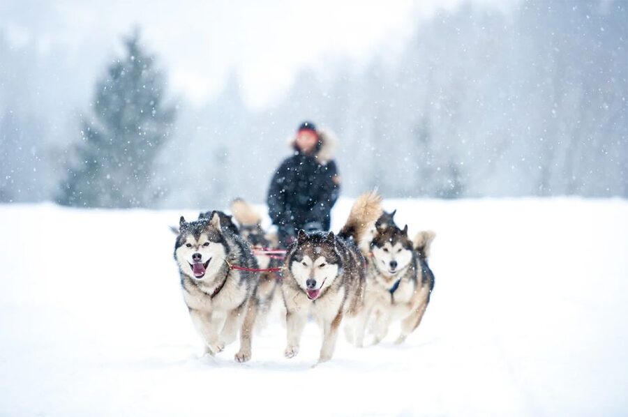 Rovaniemi: Husky Safari on a Snowy Trail - Taking the reins on a Finnish husky trail