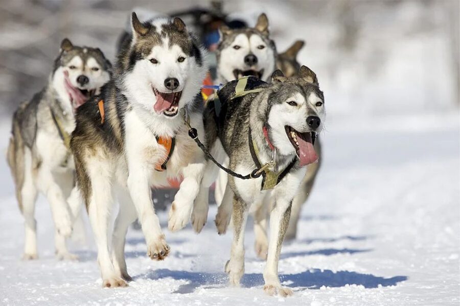 Rovaniemi: Husky Safari on a Snowy Trail - Meeting the dogs at the farm