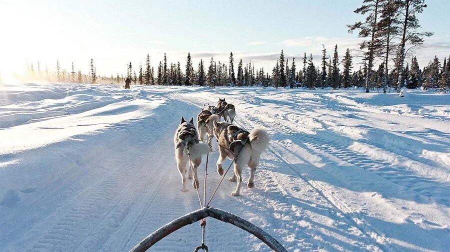 Rovaniemi: Husky Safari on a Snowy Trail - Cold-weather comfort and the blueberry finish