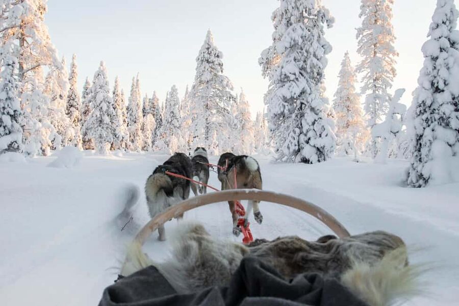Rovaniemi: Husky Sled Ride and Farm Visit - Key points to know before booking