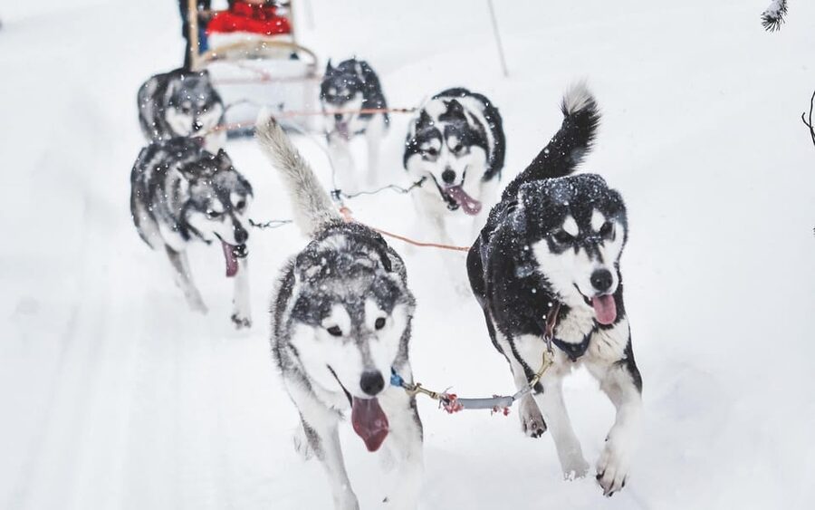Rovaniemi: Husky Sled Ride and Farm Visit - FAQ