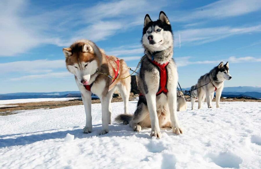 Rovaniemi: Husky Sled Ride and Farm Visit - Time with the dogs after the ride