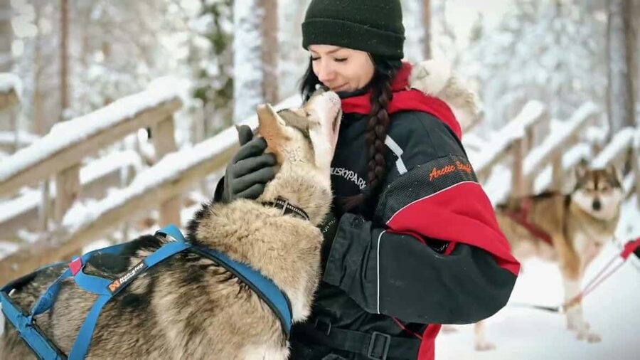 Rovaniemi: Husky Sled Ride and Farm Visit - Is $117 a fair price for this husky visit?