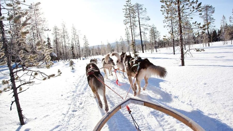 Rovaniemi: Husky Sled Ride and Farm Visit - My call: book it for the dogs, not the distance