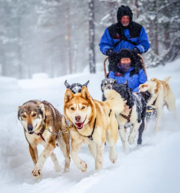 Rovaniemi: Husky Sled Ride and Farm Visit - Meeting the sled dogs at the farm