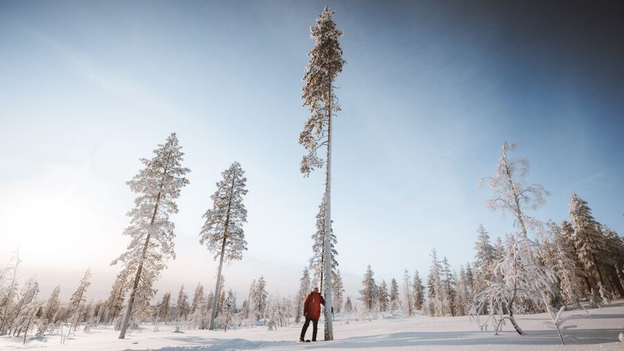 Rovaniemi: Lapland Ski Trekking Safari - Should you book the Rovaniemi ski trekking safari?