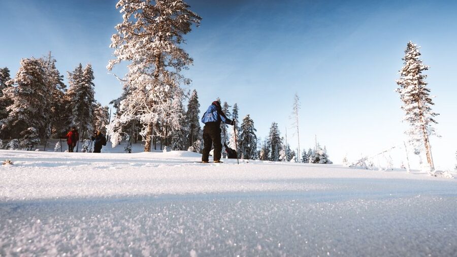Rovaniemi: Lapland Ski Trekking Safari - Skiing through untouched snow and spruce forest