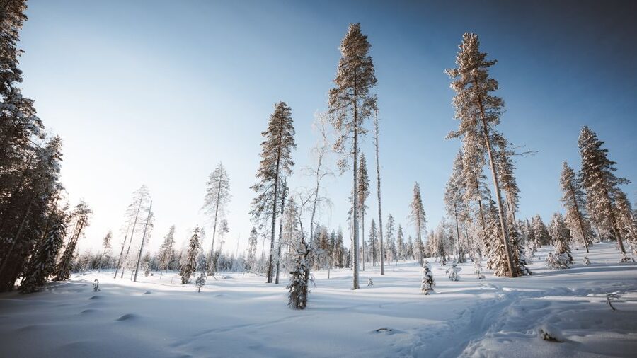 Rovaniemi: Lapland Ski Trekking Safari - Is $128 a fair price?