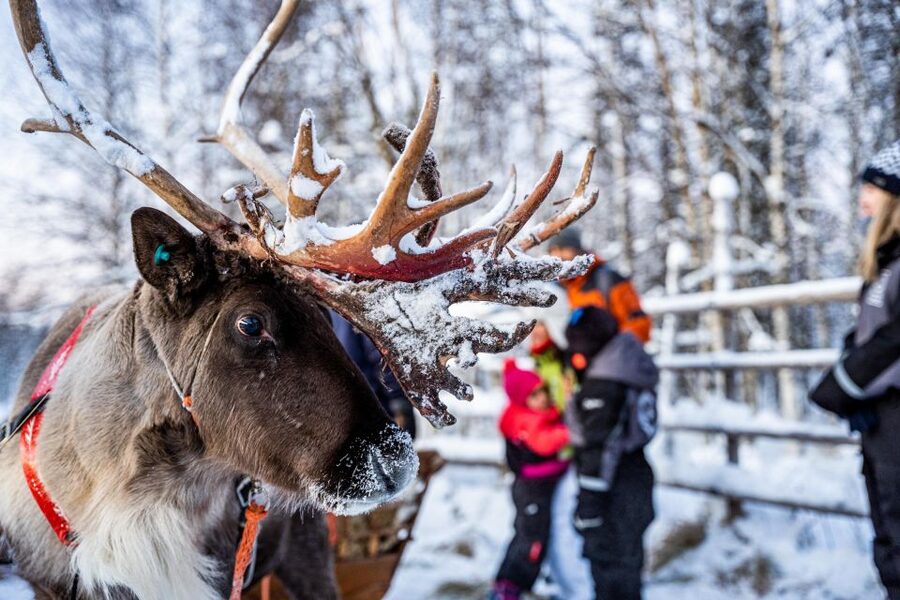 Rovaniemi: Local Reindeer Farm Visit with Sleigh Ride - The journey from Rovaniemi to a quiet reindeer farm