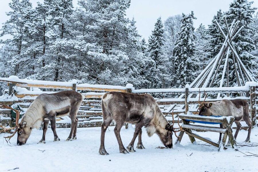Rovaniemi: Local Reindeer Farm Visit with Sleigh Ride - The 2-kilometer ride through snowy woods