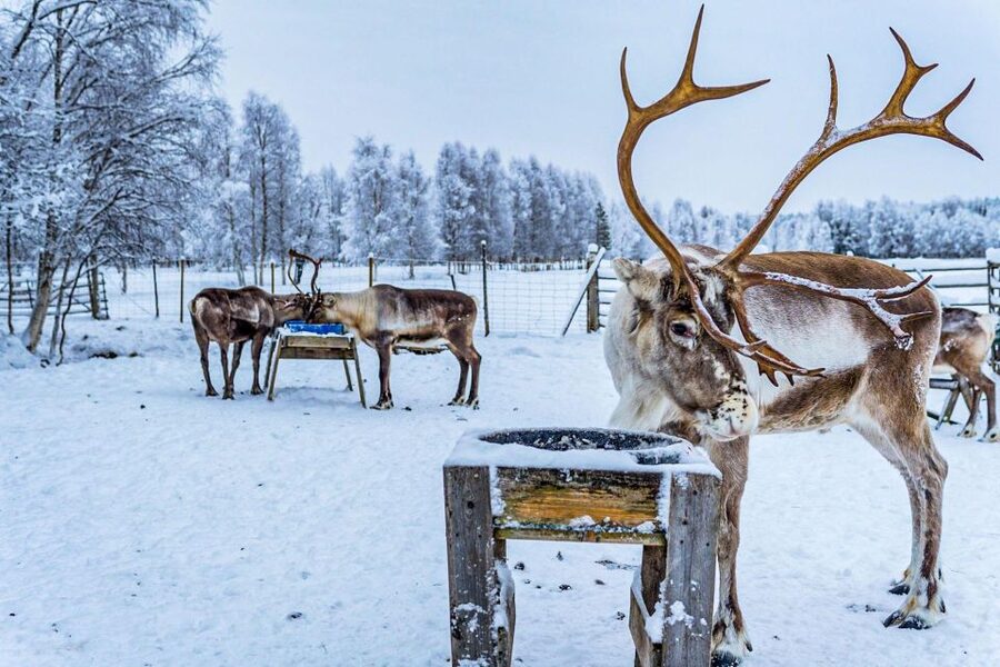Rovaniemi: Local Reindeer Farm Visit with Sleigh Ride - Timing, clothing, and small practical details
