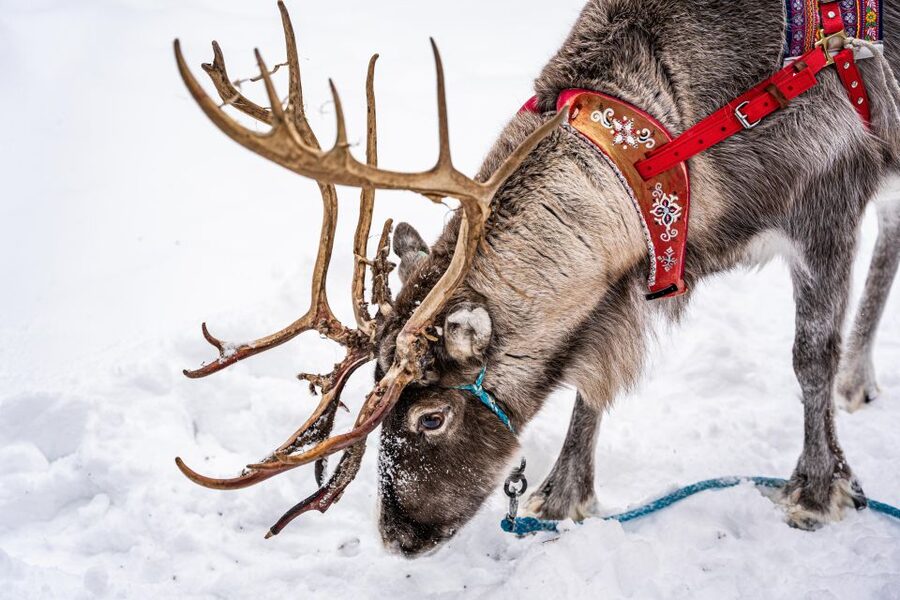 Rovaniemi: Local Reindeer Farm Visit with Sleigh Ride - Meeting the reindeer and learning how herding works