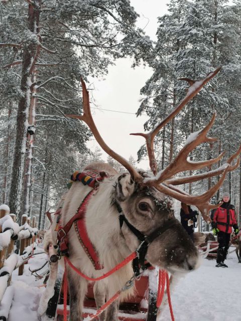 Rovaniemi: Meet Santa Claus, Reindeer Sleigh Ride & Huskies - The 400-meter reindeer sleigh ride