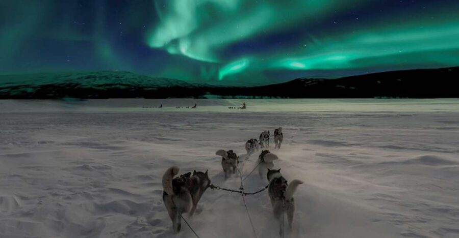 Rovaniemi: Northern Lights and Husky Sleigh Ride - Booking details that can save you trouble